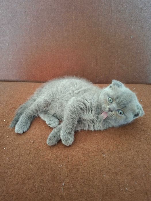Шотландски клепоухи котета
