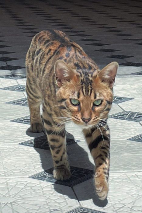 Bengal mushugi toza qon