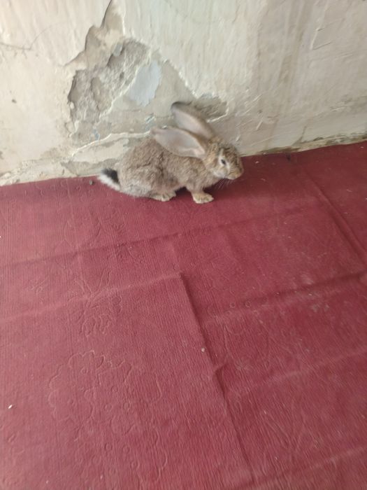 Киз бола куйонча сотилади
