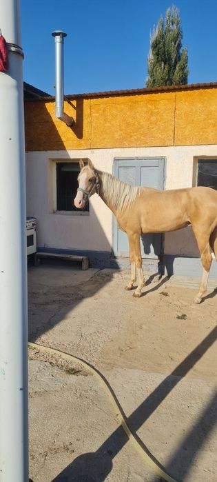 Продаётся жеребец