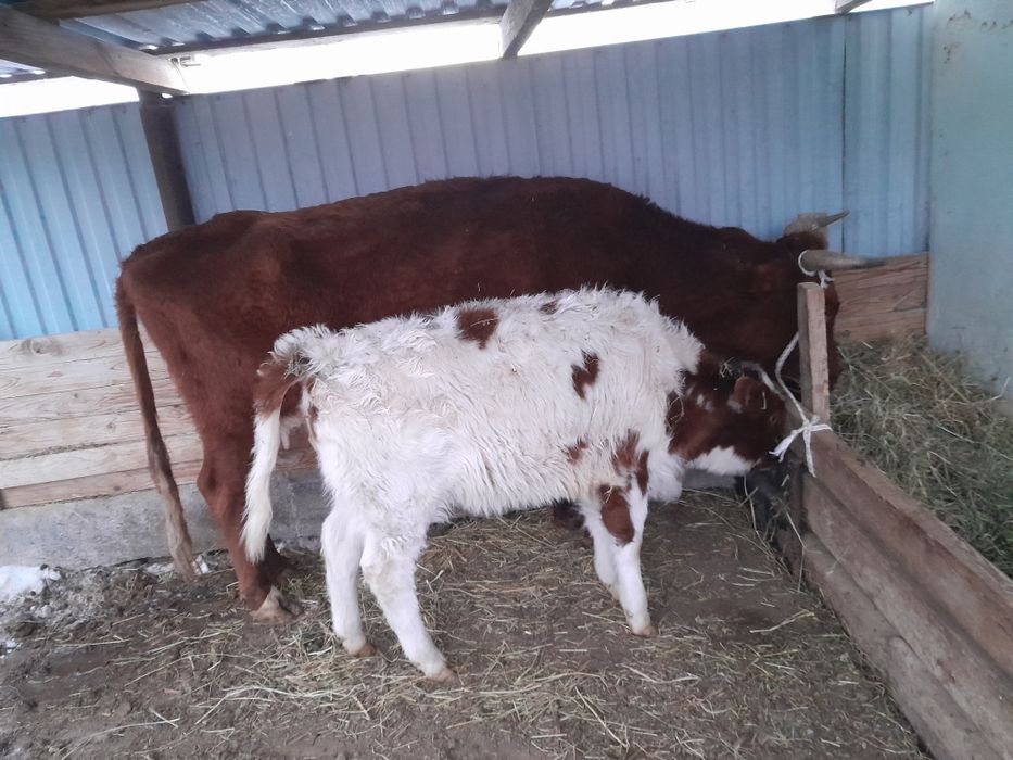 Бұзаулы сиыр сатылады