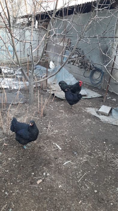 Джерсийский гигант