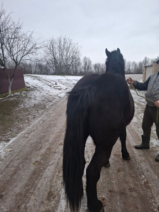Vând o mânză frumoasa