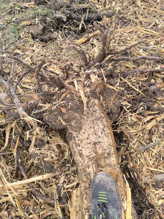 Curatare si defrisare terenuri, pasuni, livada