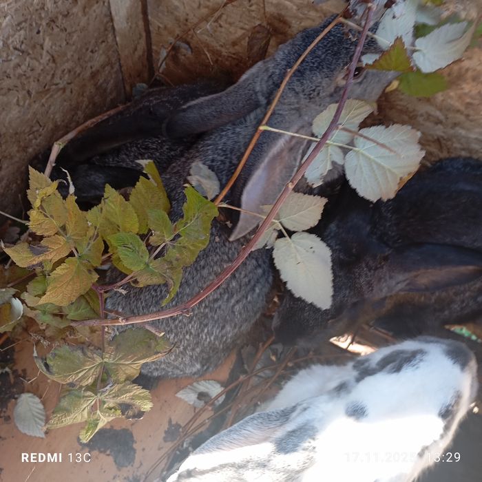 Срочно продам кроликов