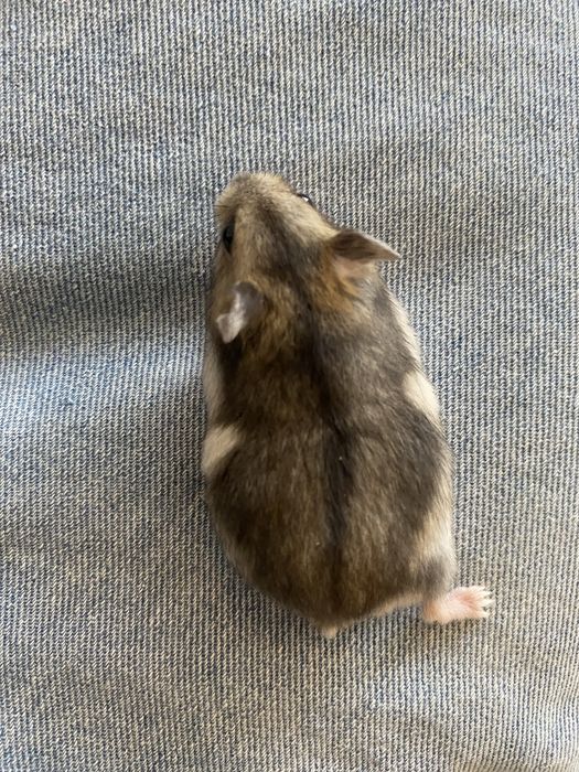 Hamsteri adorabili își caută casă!