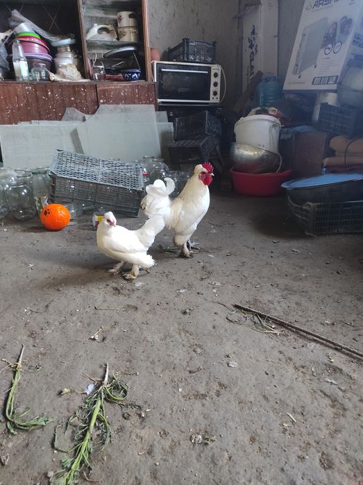 Япончалар сотилади