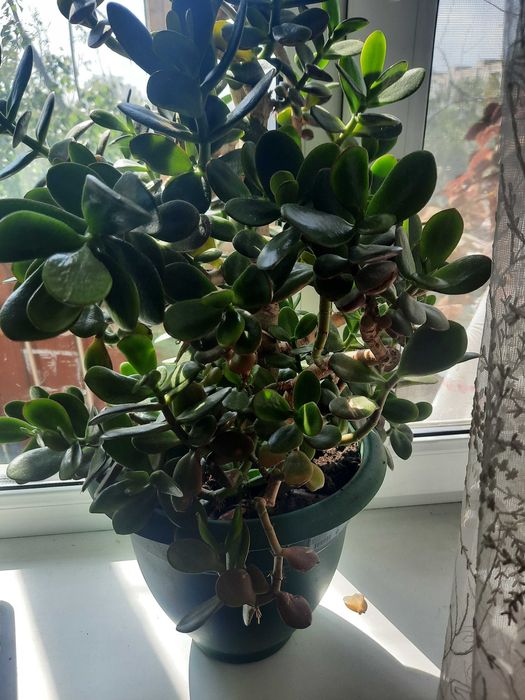 Продаю комнатные цветы