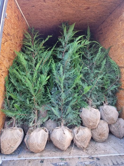 Pepiniera Cristea vinde Chiparos Leyland gard viu (altoit)