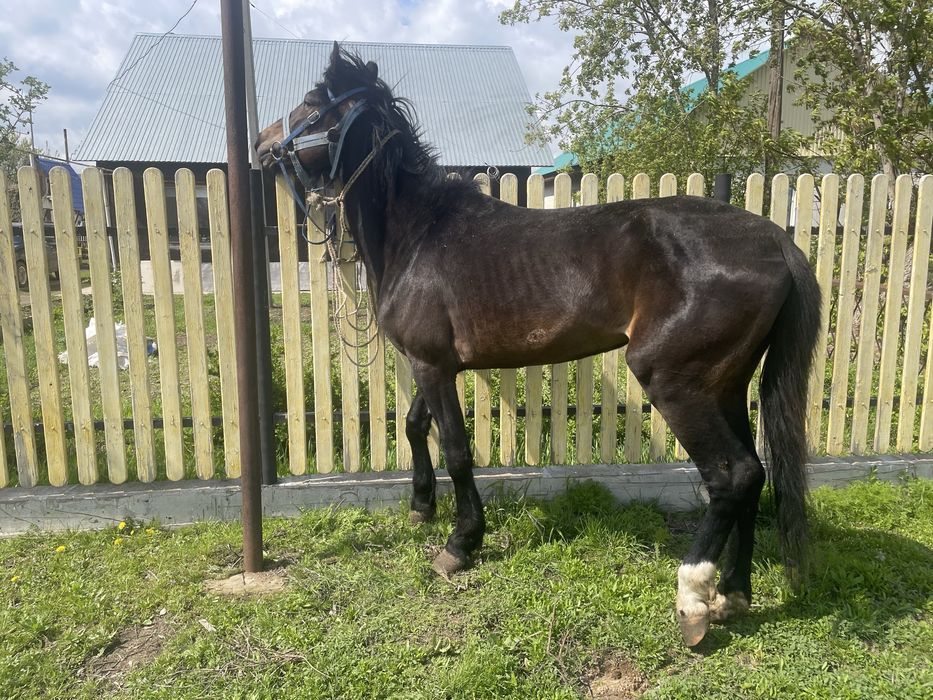 Жылқы сатылады.,!