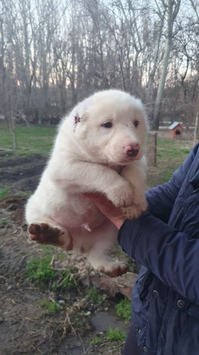 Щенки кабели крупные