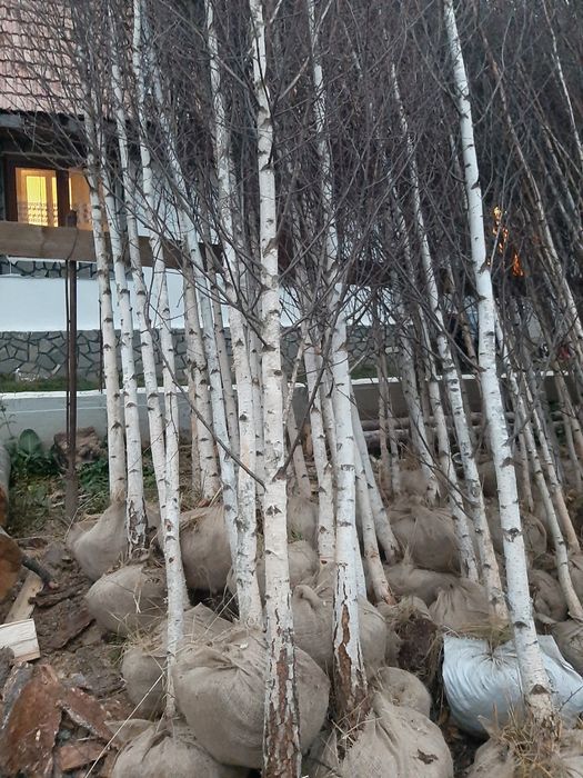 Vindem mesteacăn tei platan stejar frasin paltin etc