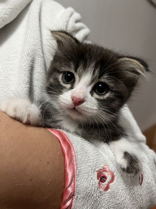 отдам веслоухих котят