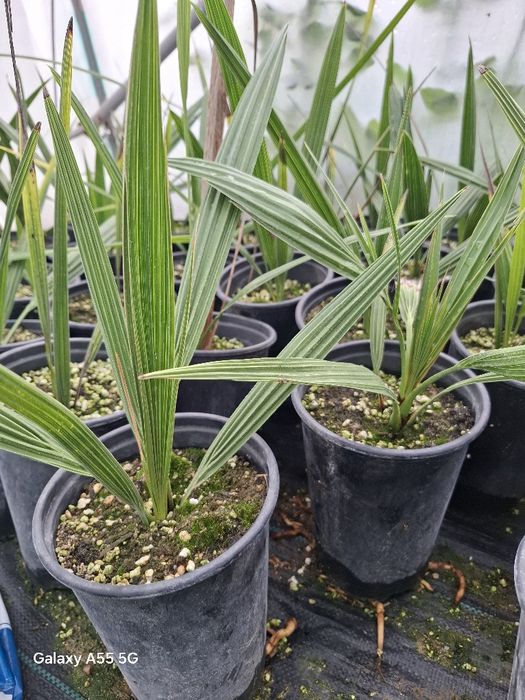 Палми  Канарска Феникс