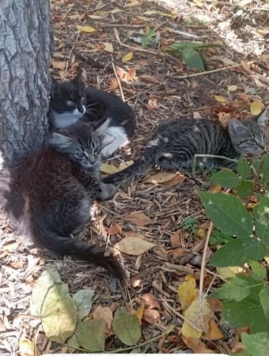 Котятам нужна помощь