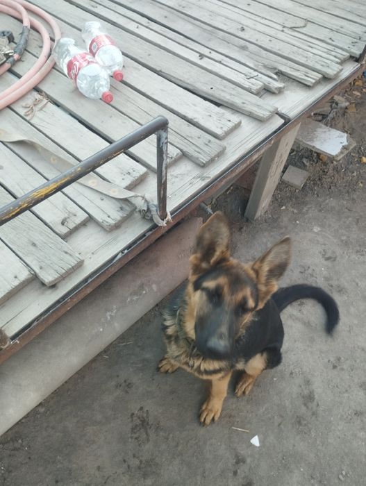 Немецкая овчарка