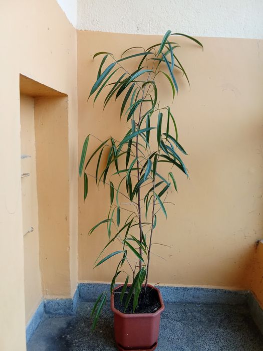 Сансевиера и Фикус Али 2 броя