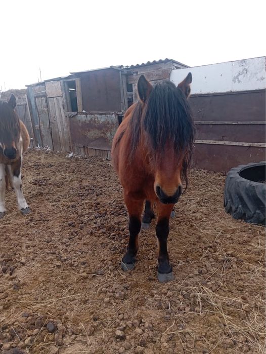 Айғыр обмен биеге