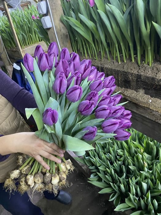 Тюльпаны оптом и в розницу
