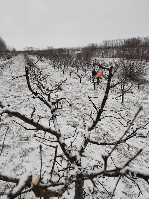 Curat pomii fructiferi medi și intensivi la nr