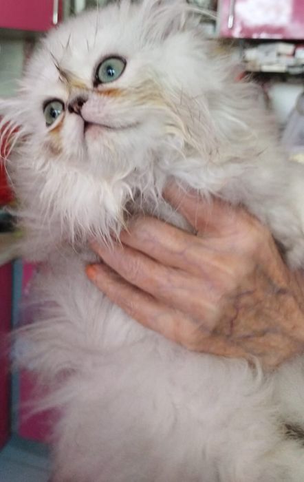 Персидский шиншилла девочка