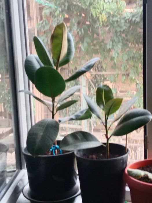 Домашние цветы разные