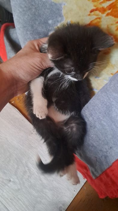 Котик крошка кот мысык