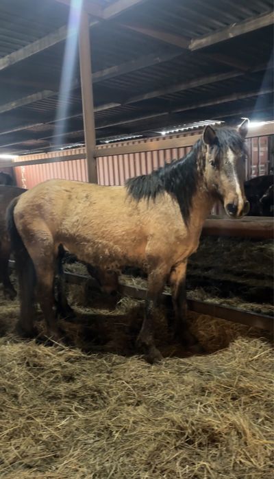 Мугалжар айгыр 4 жасар