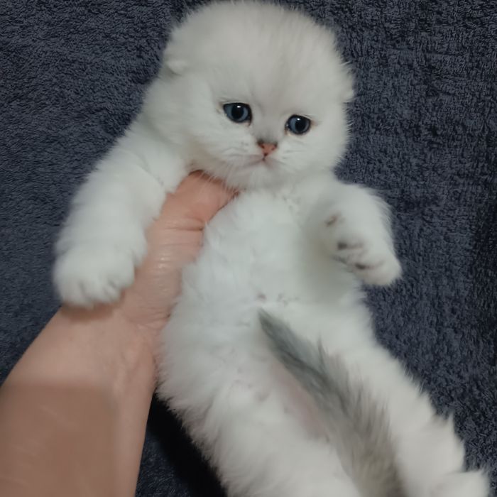 Продаётся чистокровный шотландский котёнок