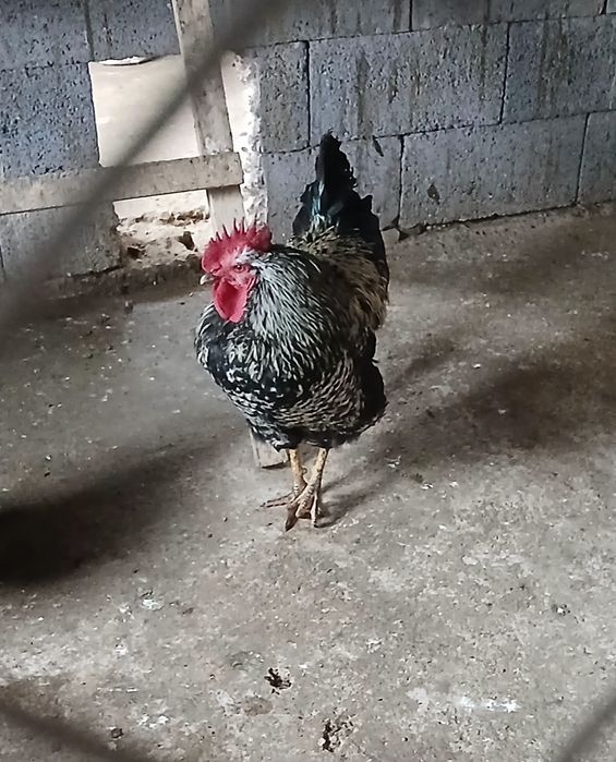 Петух джерсийский гигант