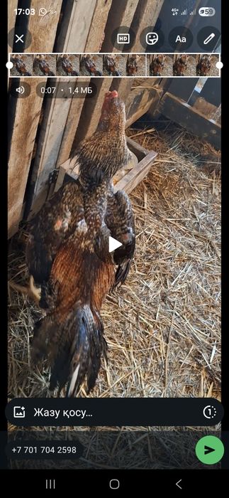 Абмен два петуха на кур