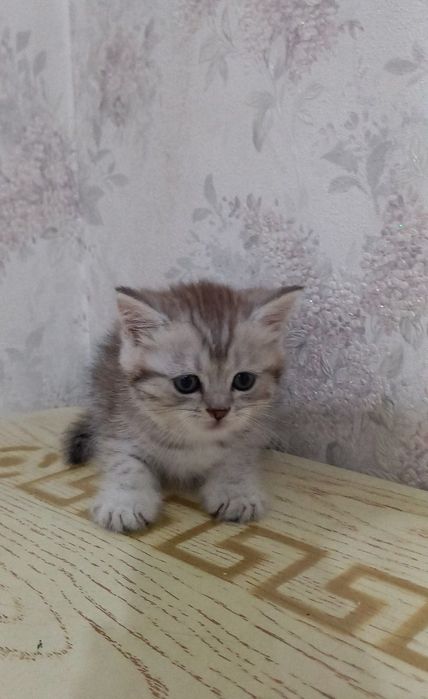 Zotdor Mushukcha , кошка
