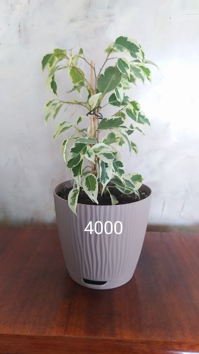 Фикусы Бенджамина сортовые, фуксия,