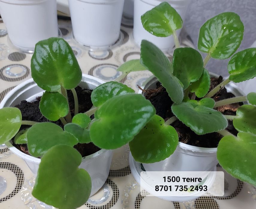 Фиалка Поль Баньян