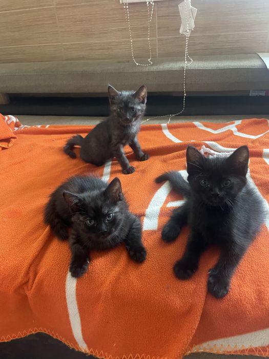 Отдам в добрые руки три девочки один маличик
