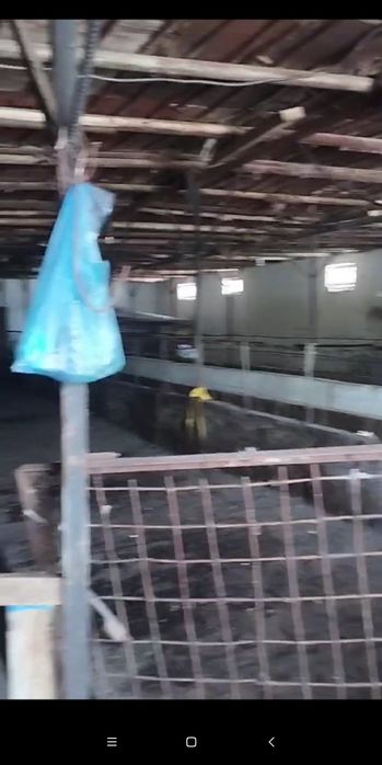 Ferma sotiladi Mol Qoy Ot boqsa boladi 9 sotik