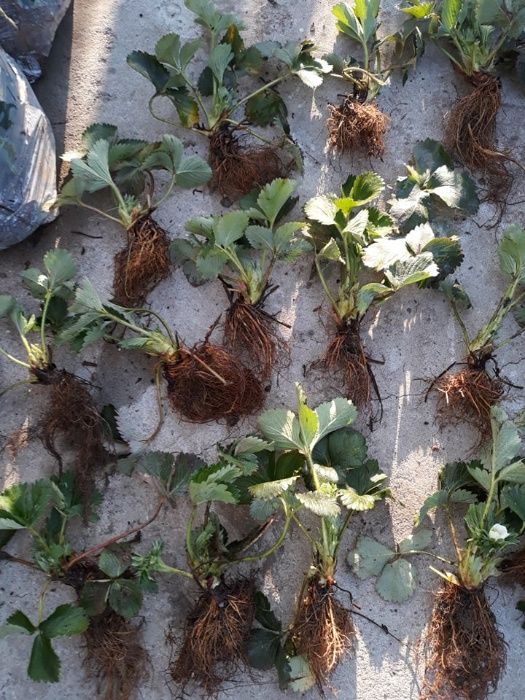 Oferta stoloni capsuni remontante