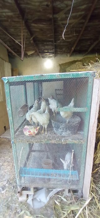 Kattak sotiladi temirlik sifati zoʻr