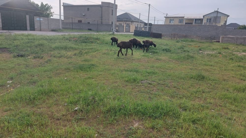 Қозылы қой,буаз қой қошқарымен сатылады