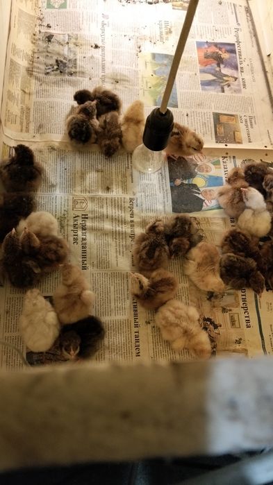 Продам     циплят