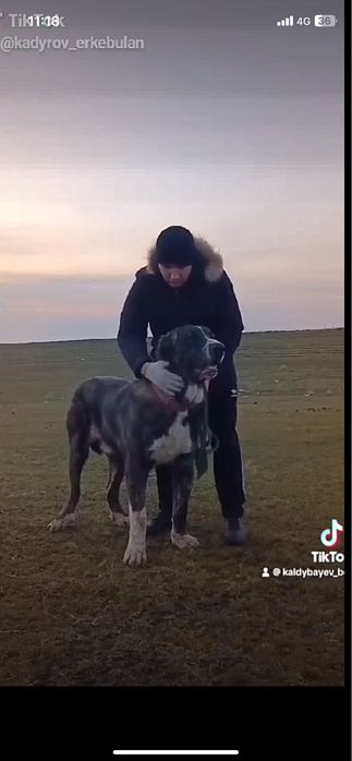Продам щенка сын Миллиончика 5 месецев алабай сао