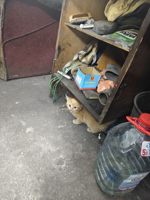 Отдадим котенка в добрые руки( девочка)
