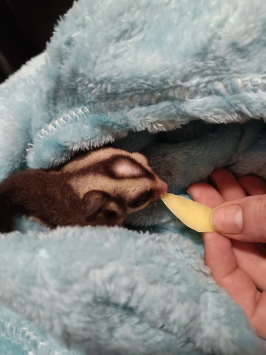 Sugar glider (veverița zburătoare, planor de zahar)