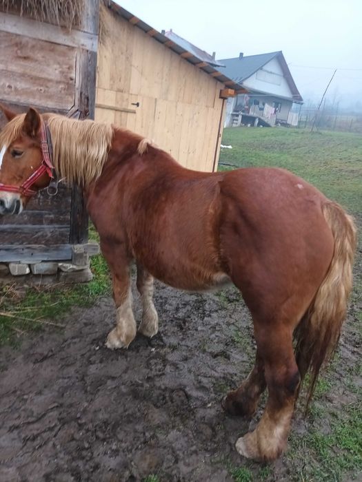 Iapă de vânzare de 14 ani