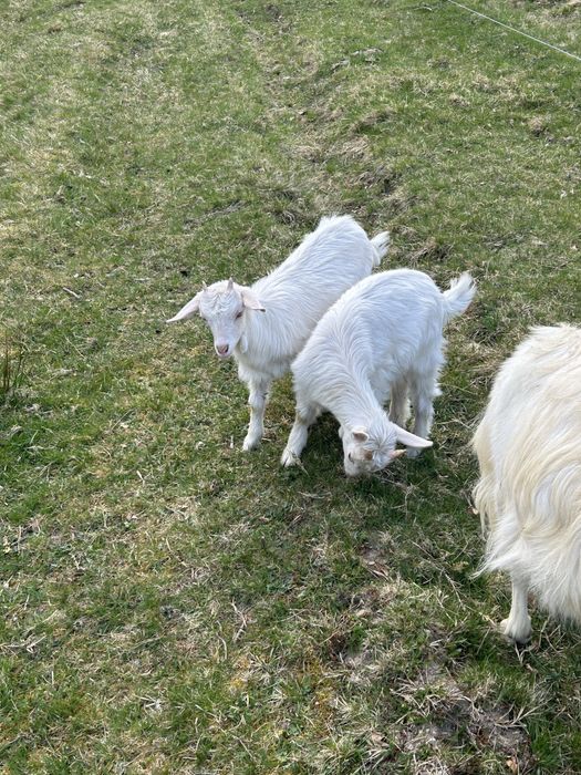 Capră cu o ieduță si un ied