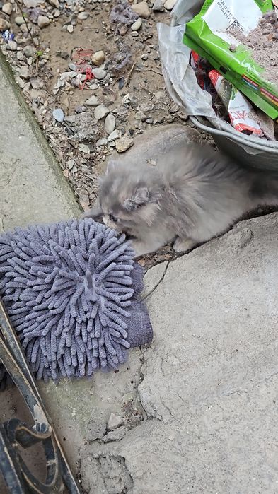 Котика отдам бесплатно