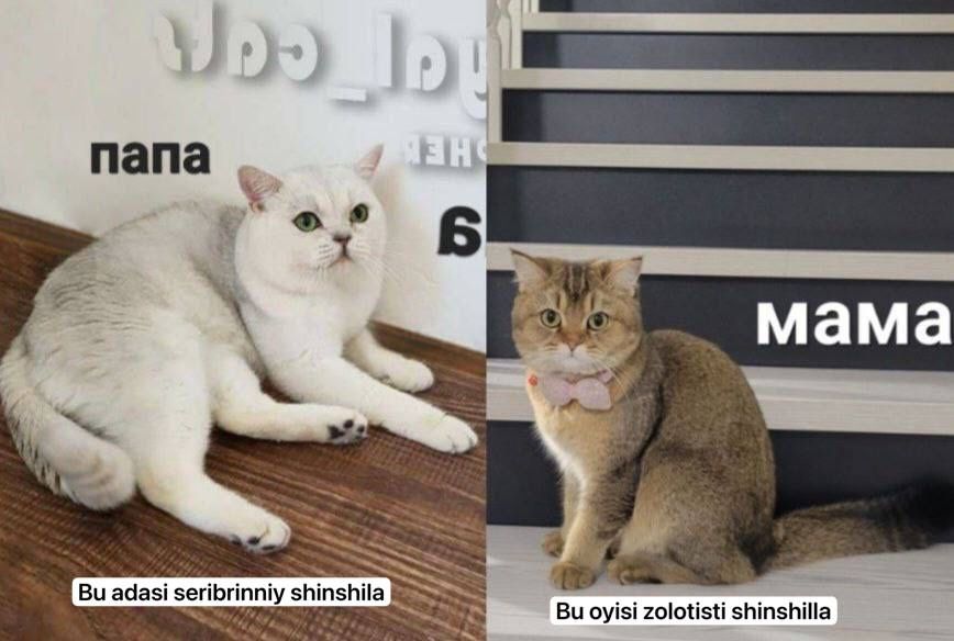 Вязка британиский Шиншилла