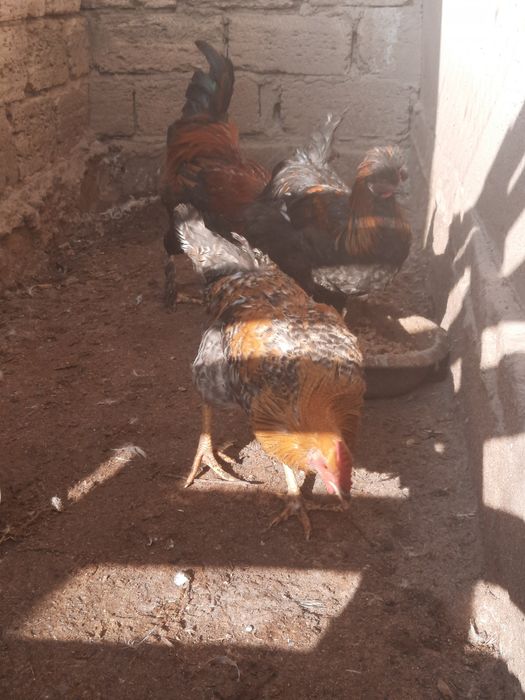 Петух/ Әтеш сатылады