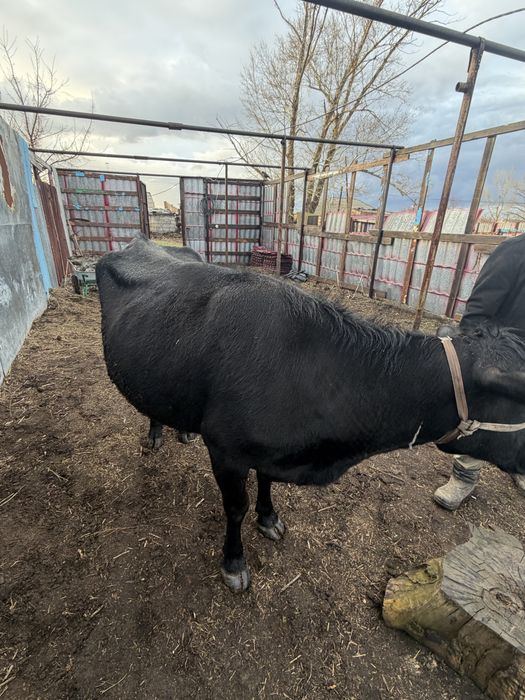 Сүтті сиыр сатылады.