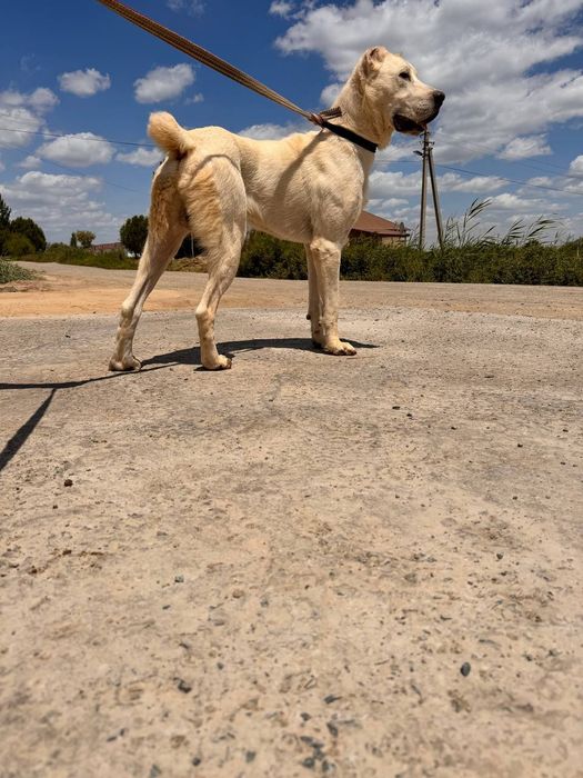 Алабай на вязку хооджейли